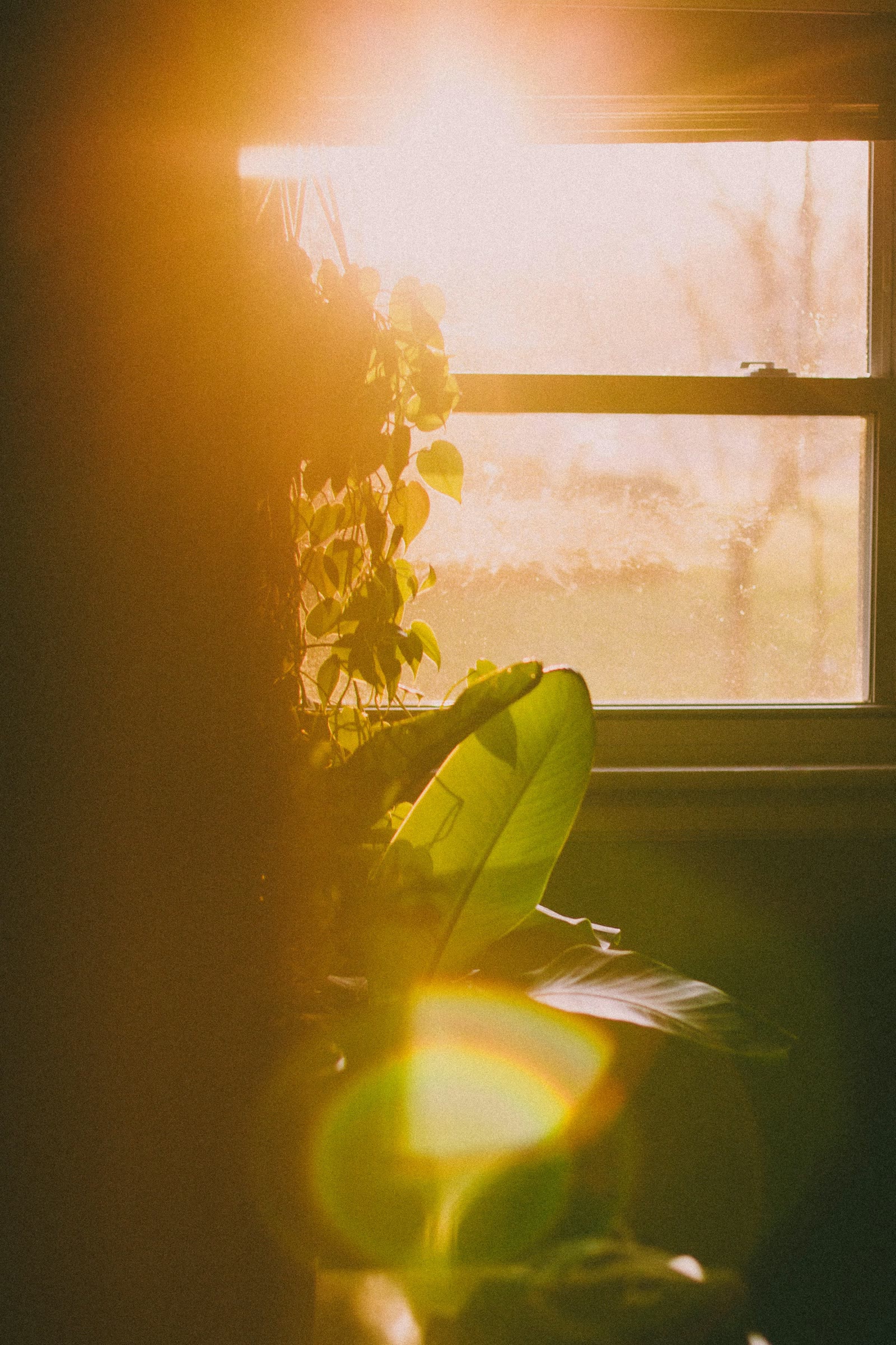 Golden evening sun flaring through a window past a houseplant