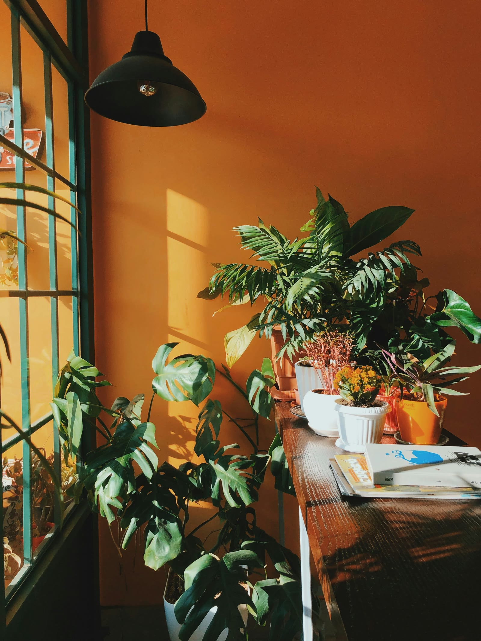 Low sun casting window shapes across an orange wall and leafy plants